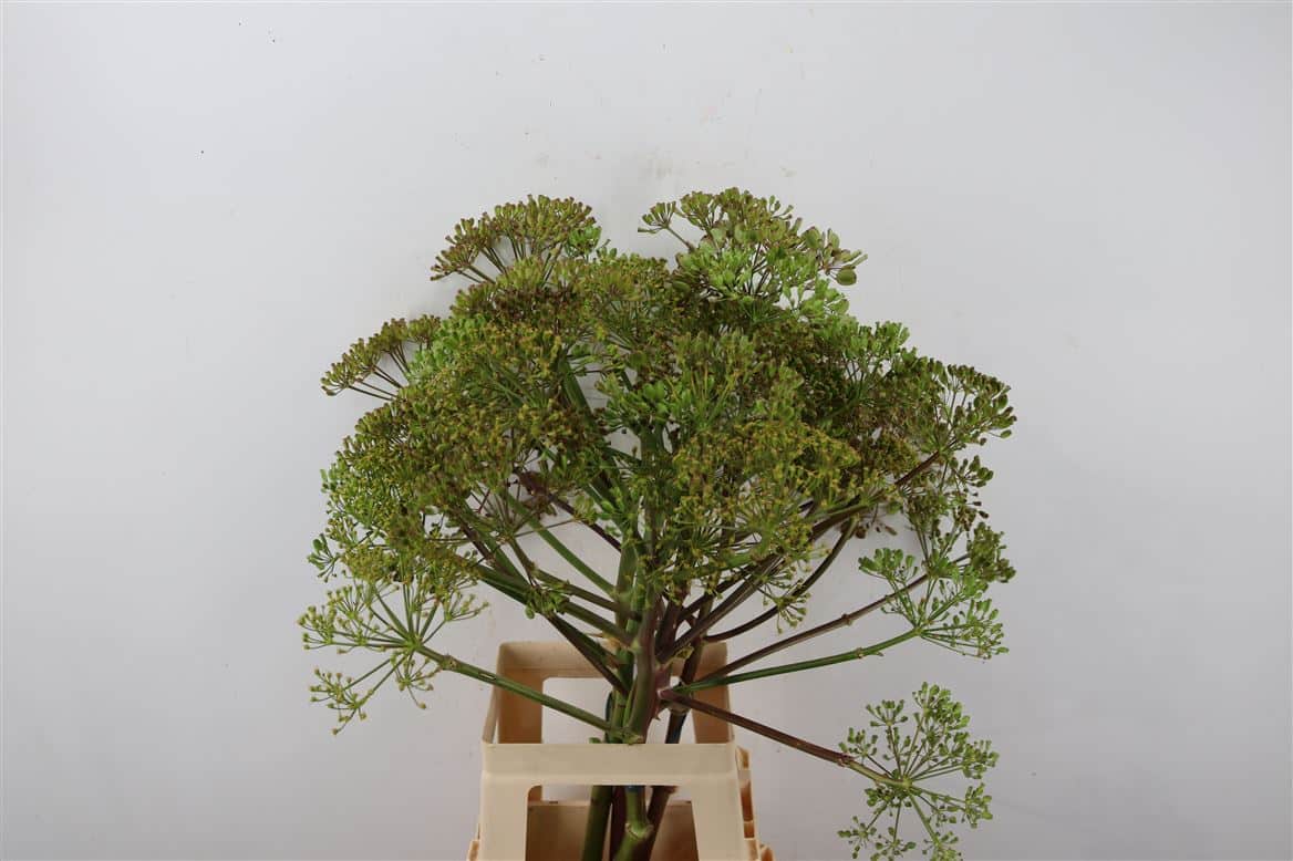 Ferule-Zaad-80cm-Per-Tak