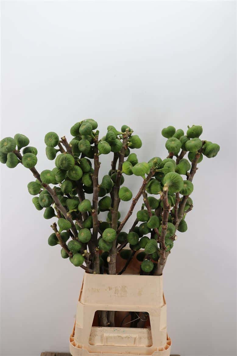 Figue-110cm-Per-Bos