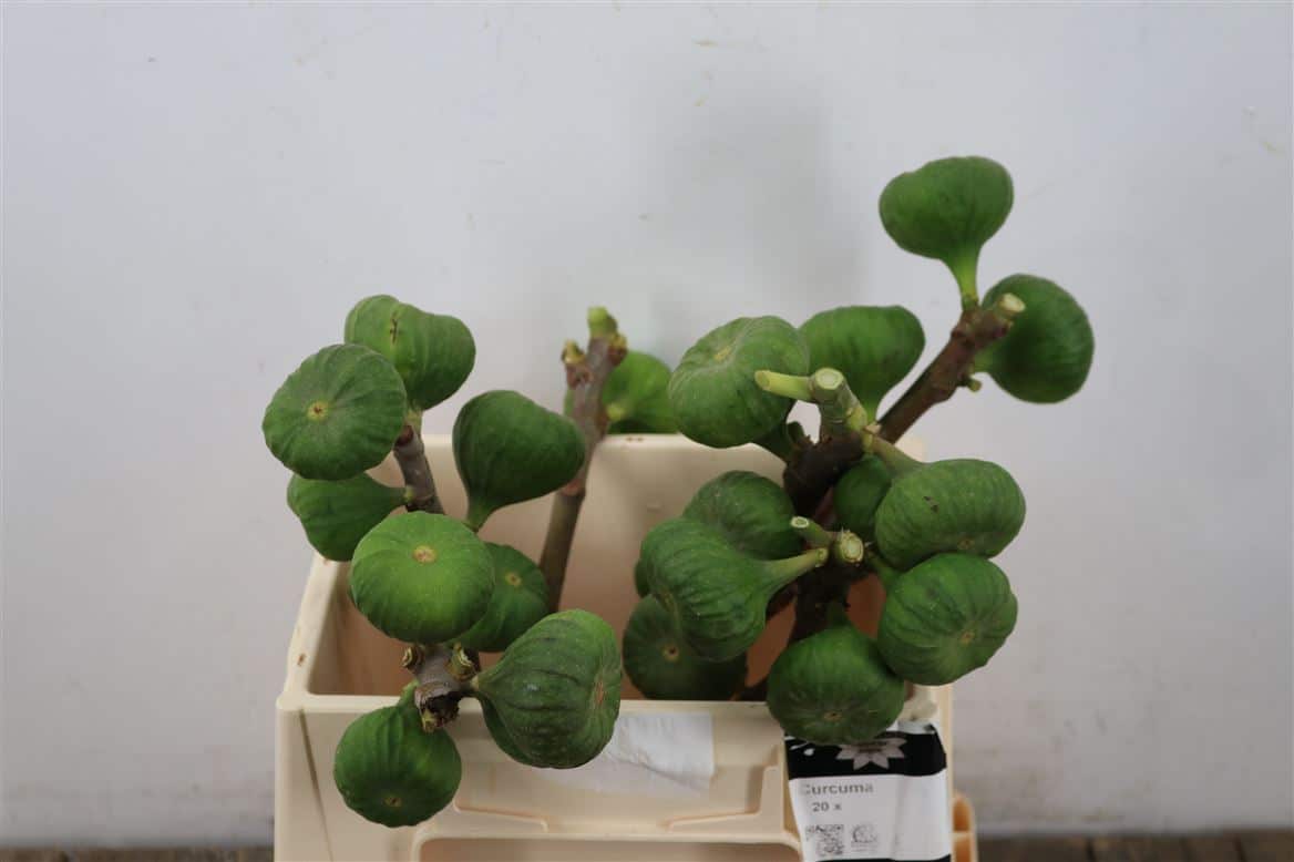 Figue-35cm-Per-Bos