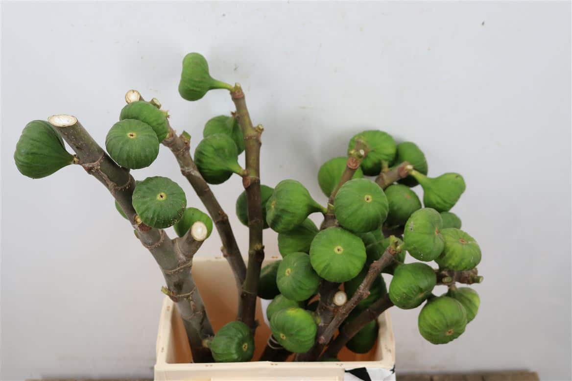 Figue-45cm-Per-Bos