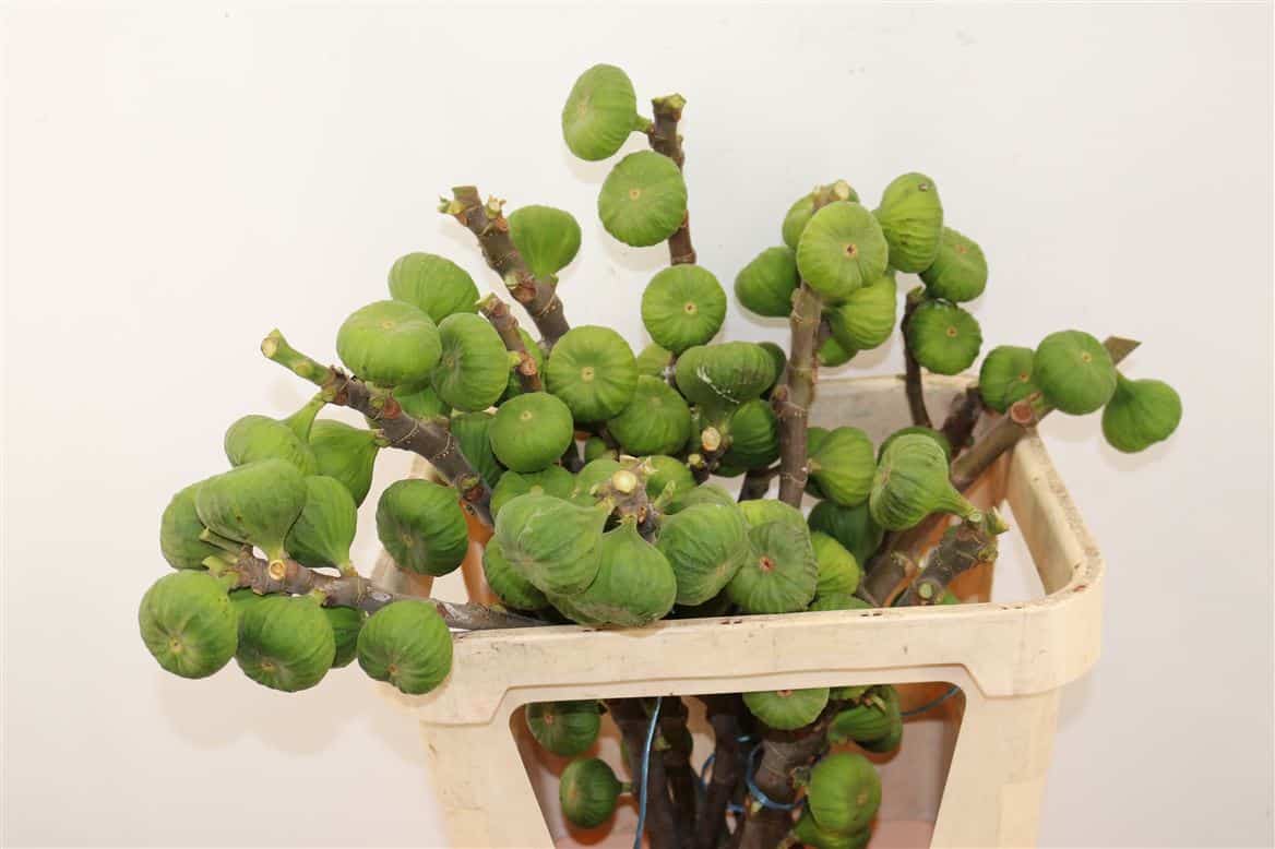 Figue-85cm-Per-Bos