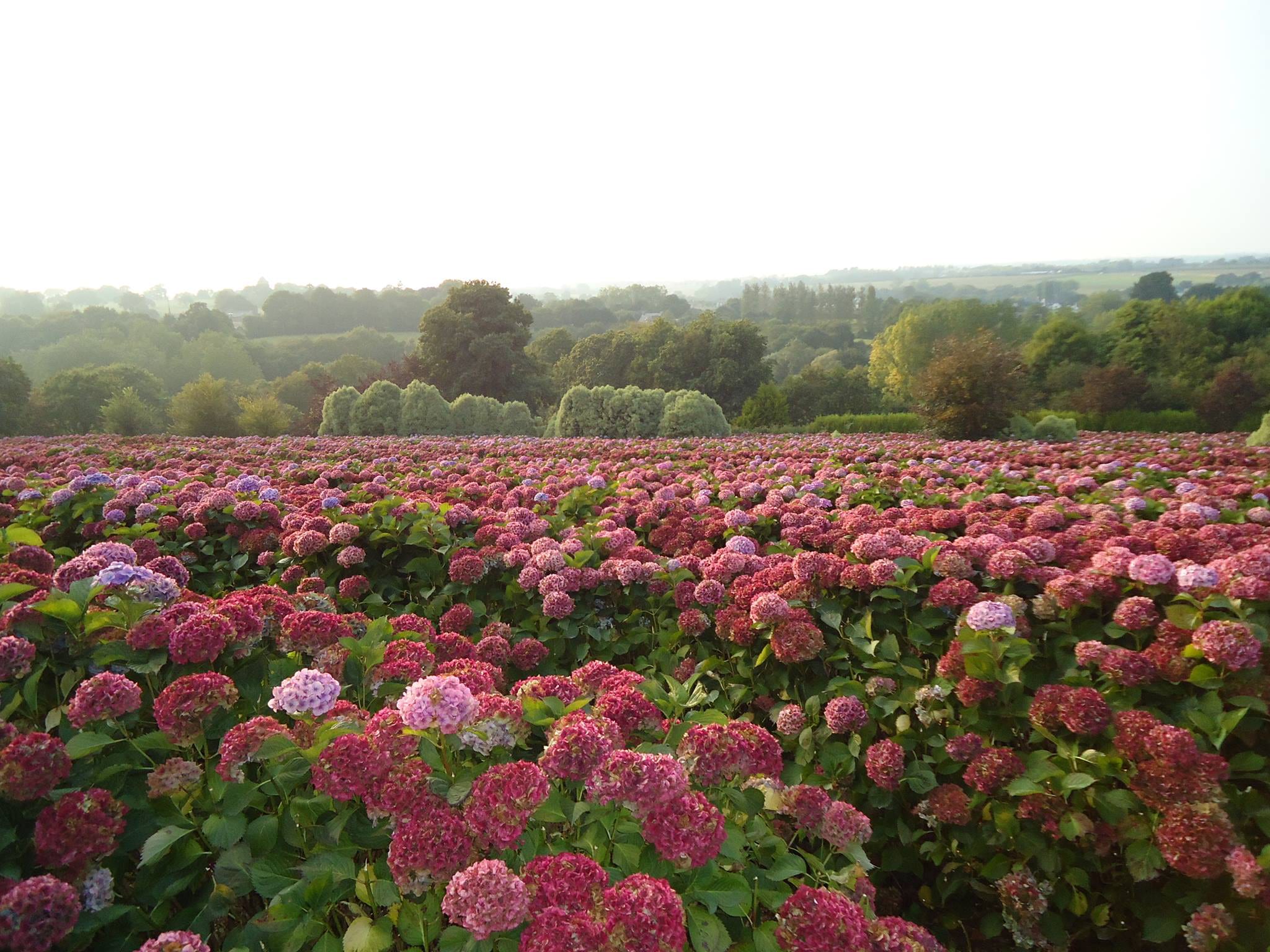 Hortensia kwekerij