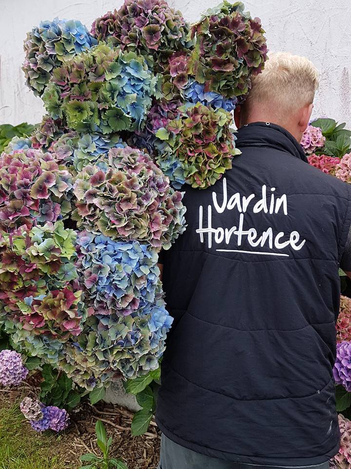 Doorgekleurde hortensia's