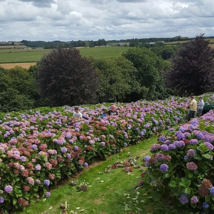 Colored hydrangeas 