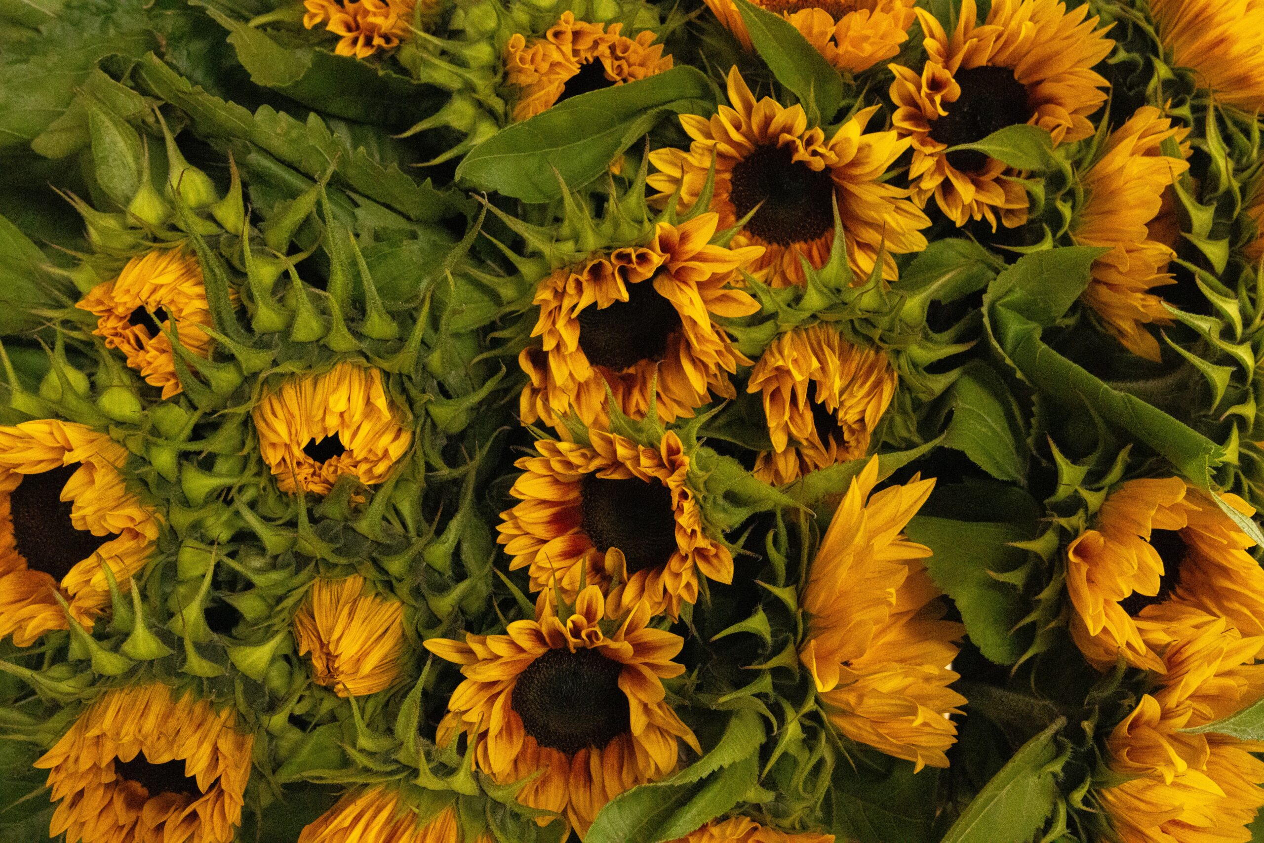 zonnebloemen