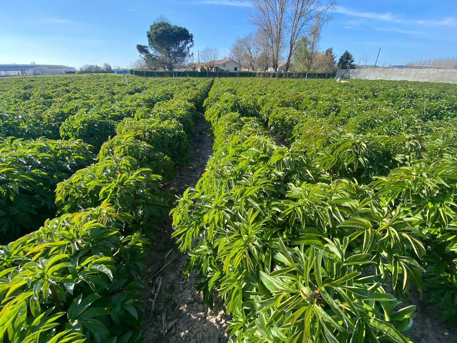 Franse Pioenen groothandel Greenflor (10)