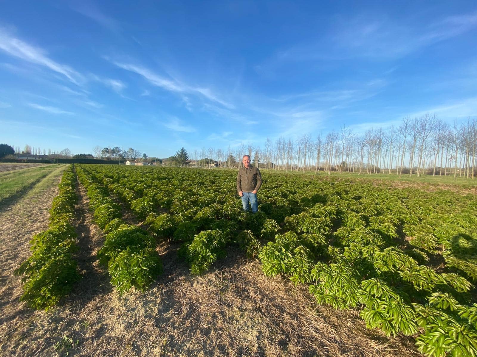 Franse Pioenen groothandel Greenflor (14)