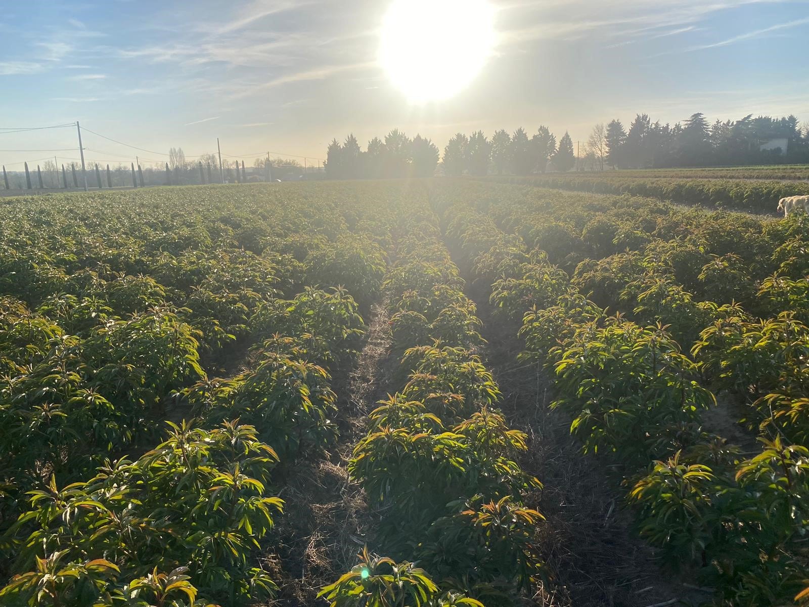 Franse Pioenen groothandel Greenflor (18)