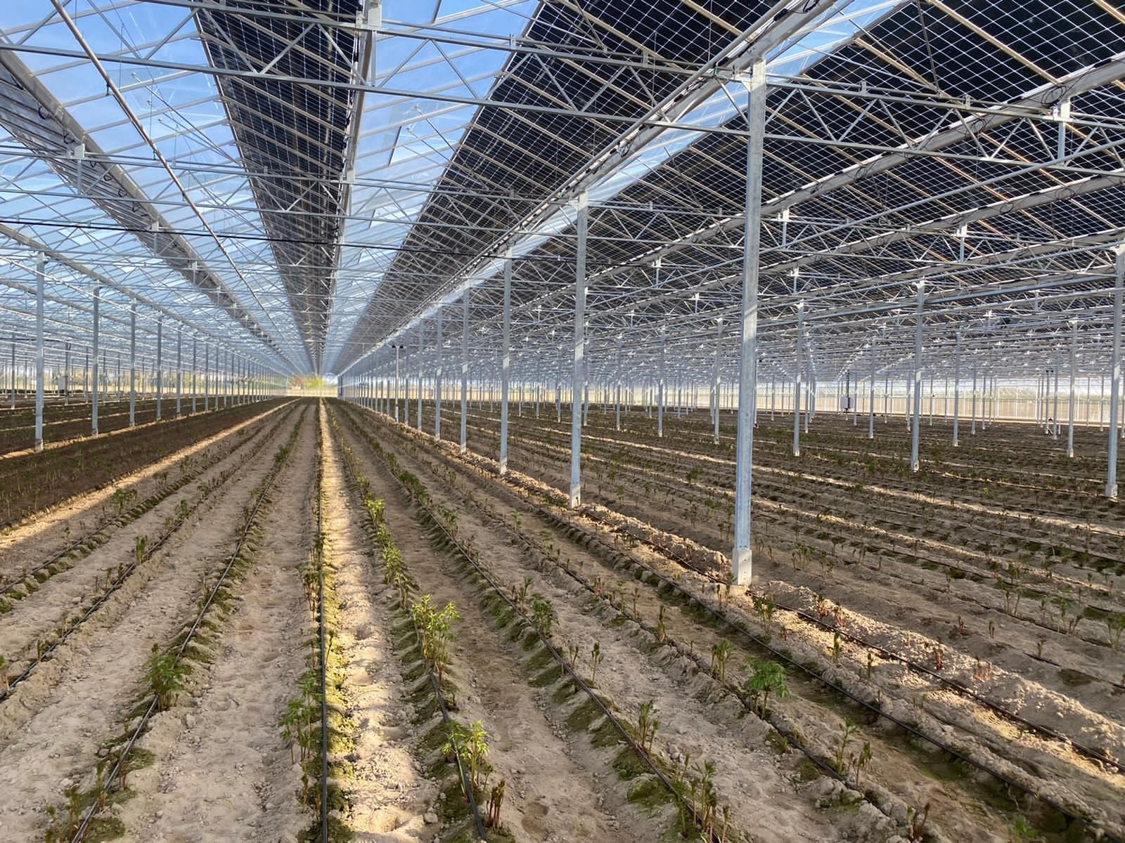 Franse Pioenen groothandel Greenflor (7)