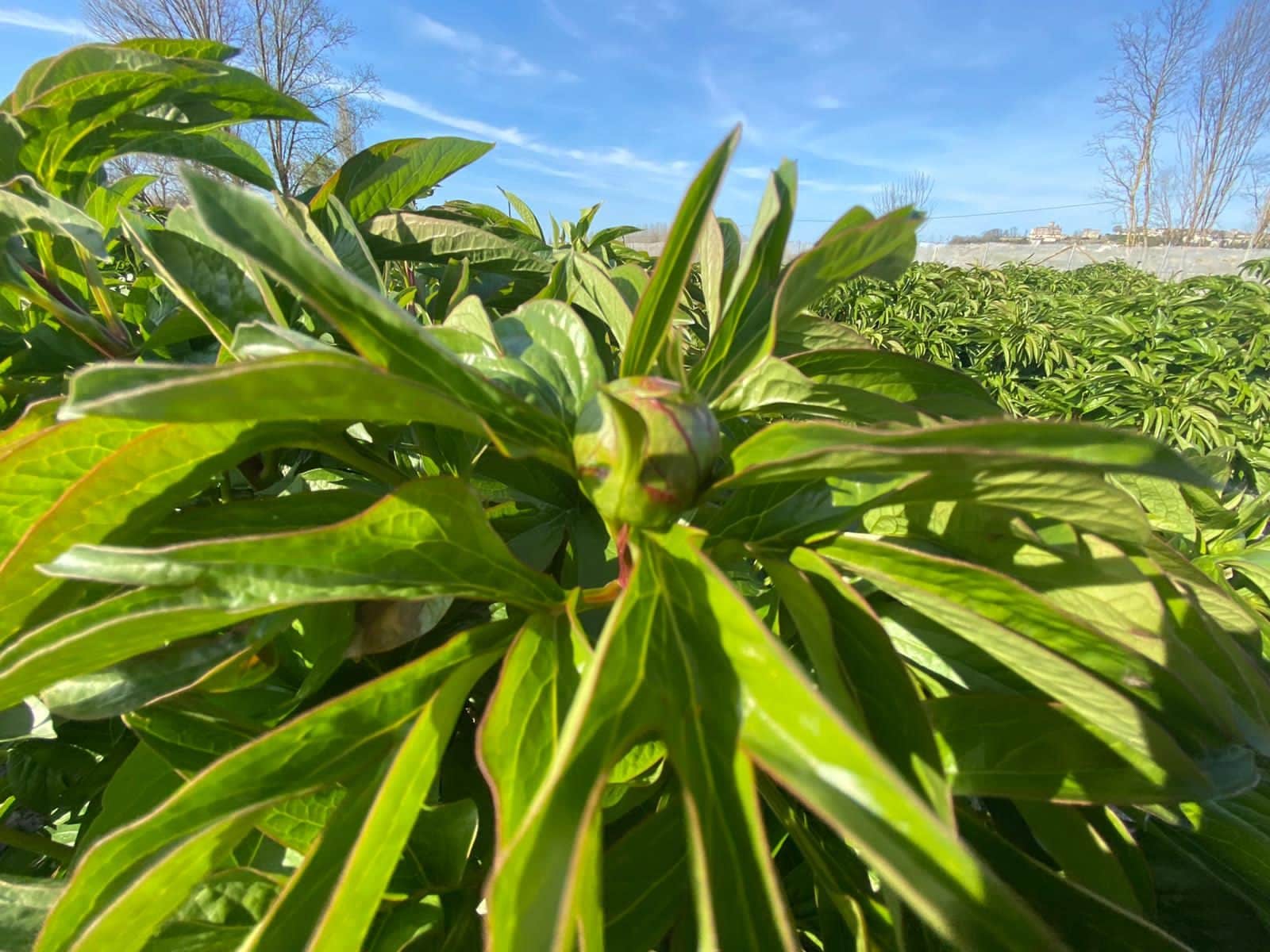 Franse Pioenen groothandel Greenflor (9)