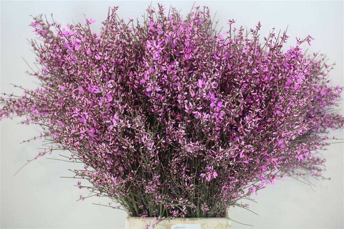 Ginster-400gr-Lilac-P-Bunch