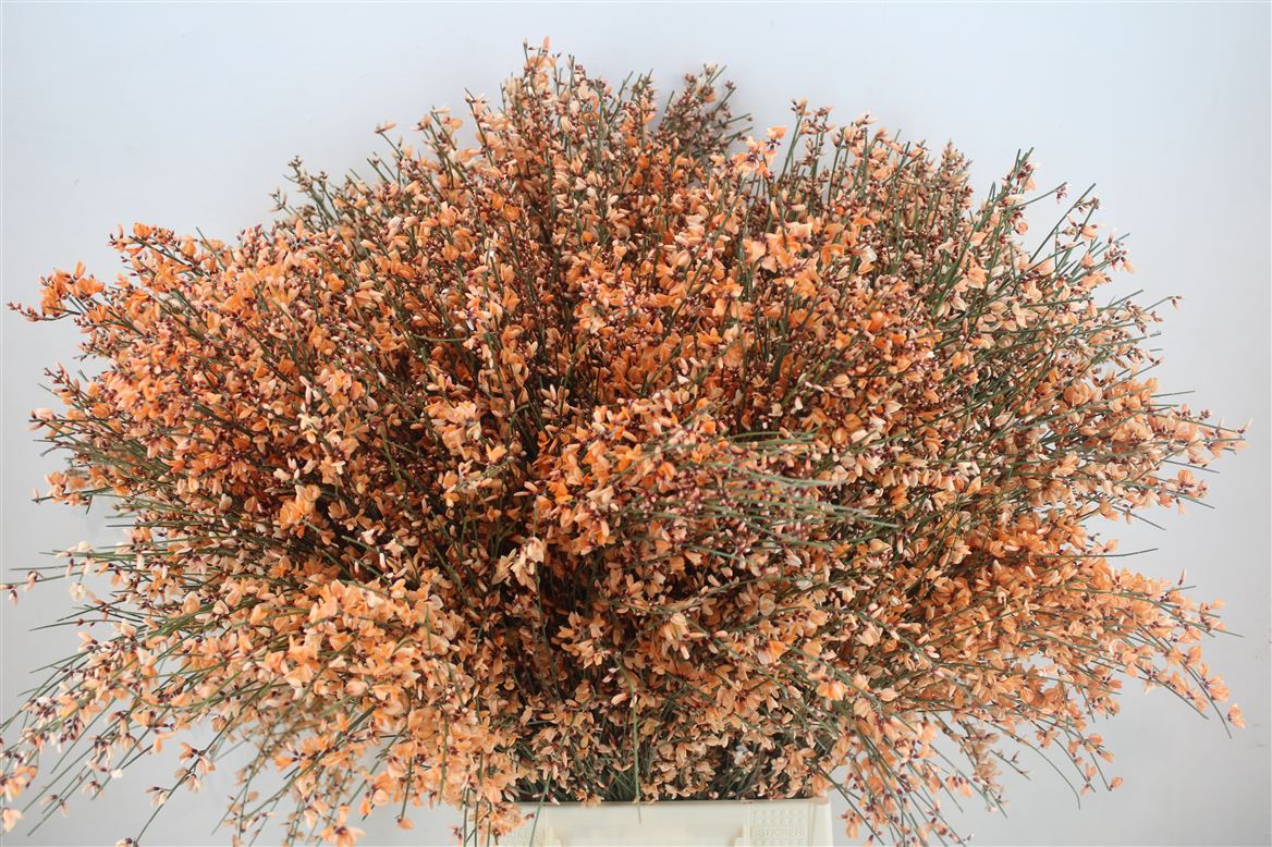 Ginster-400gr-Orange-P-Bunch