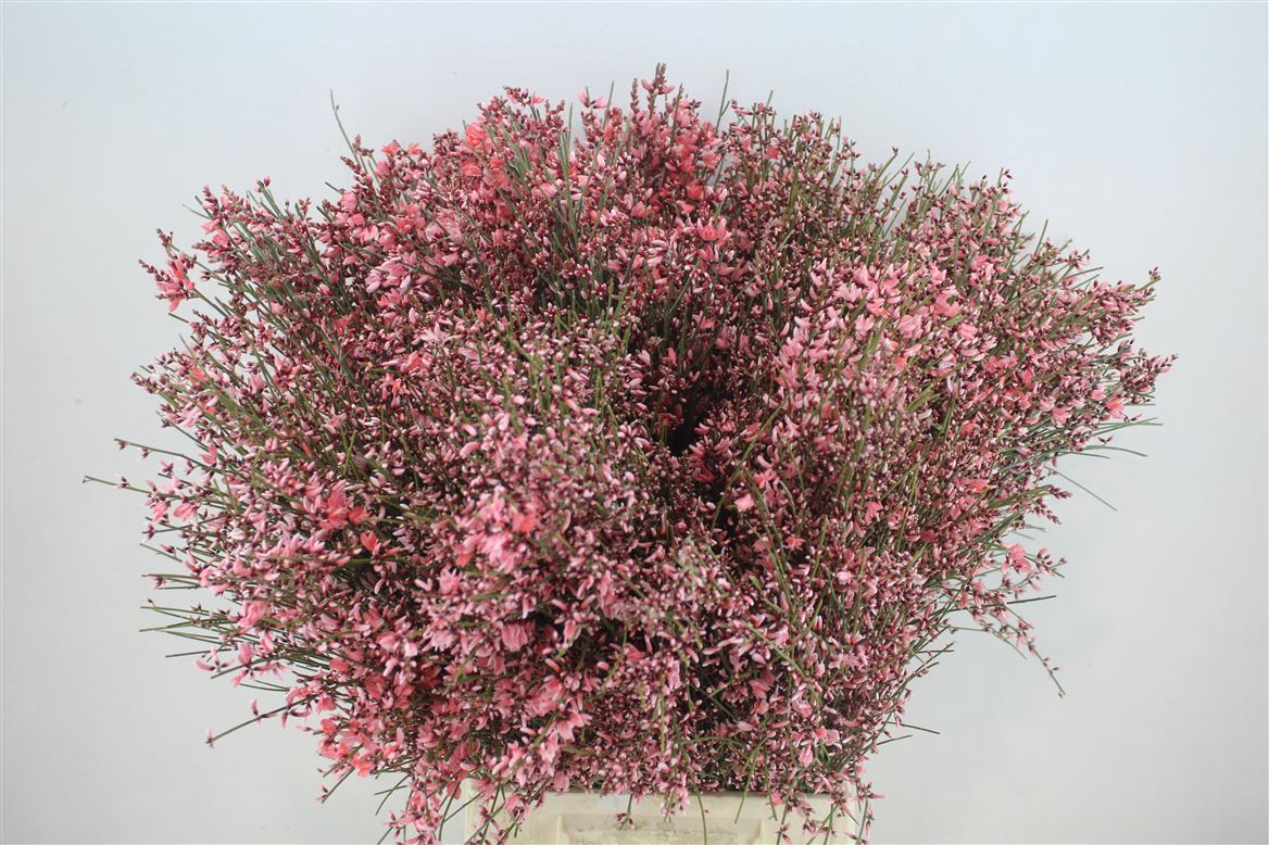 Ginster-400gr-Pink-P-Bunch