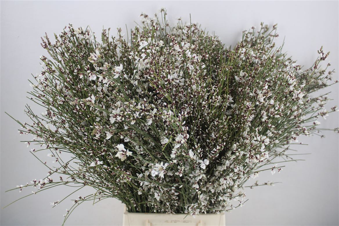 Ginster-400gr-White-P-Bunch