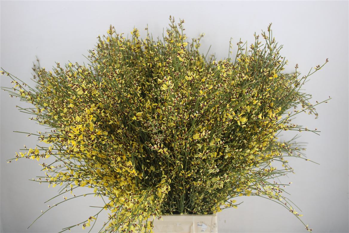 Ginster-400gr-Yellow-P-Bunch