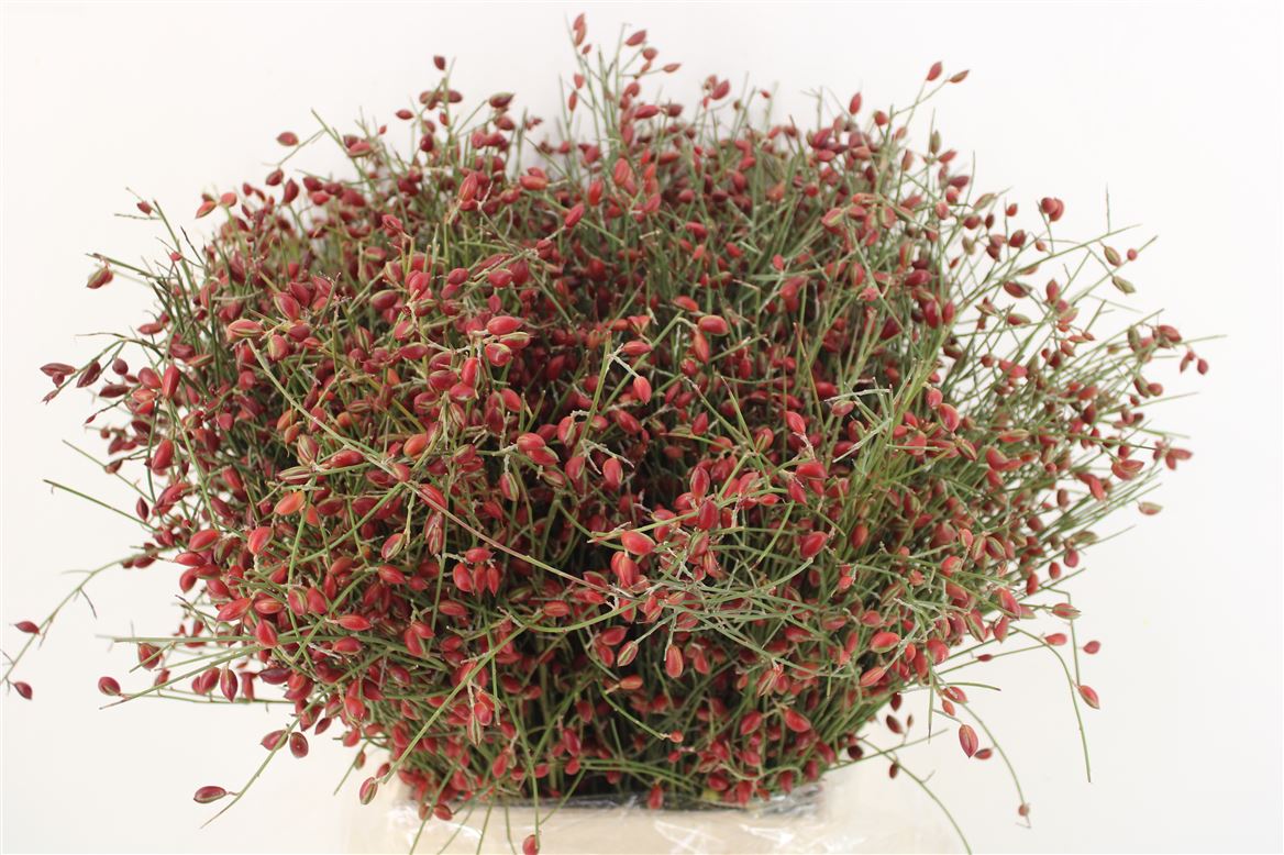 Ginster-Berry-Red-P-Bunch