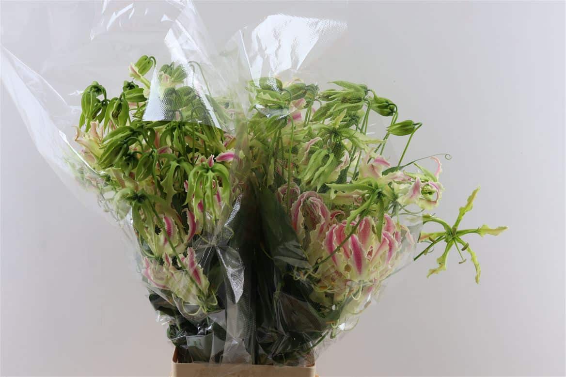 Gloriosa-Pink-Lady