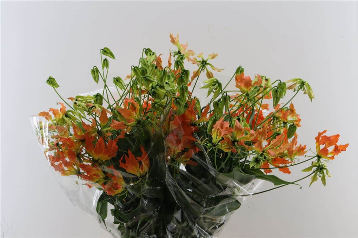 Gloriosa-Zen-Orange