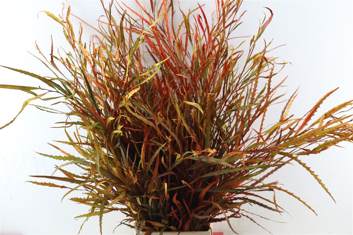 Grevillea-De-Luxe-200gr-P-Bunch