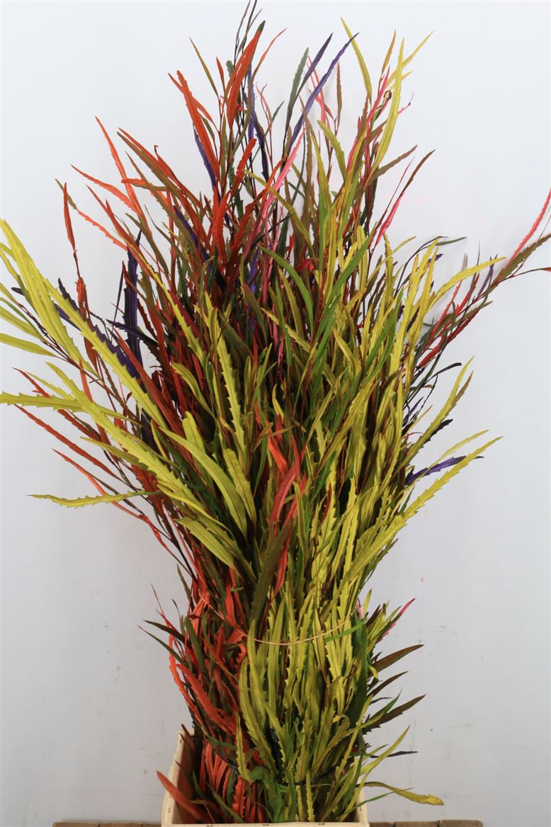Grevillea-Kbh-Mix-300gr-P-Bunch