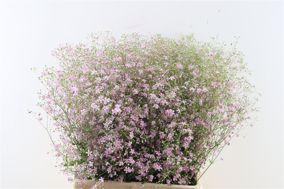 Gyps-El-Licht-Roze-Per-Bos