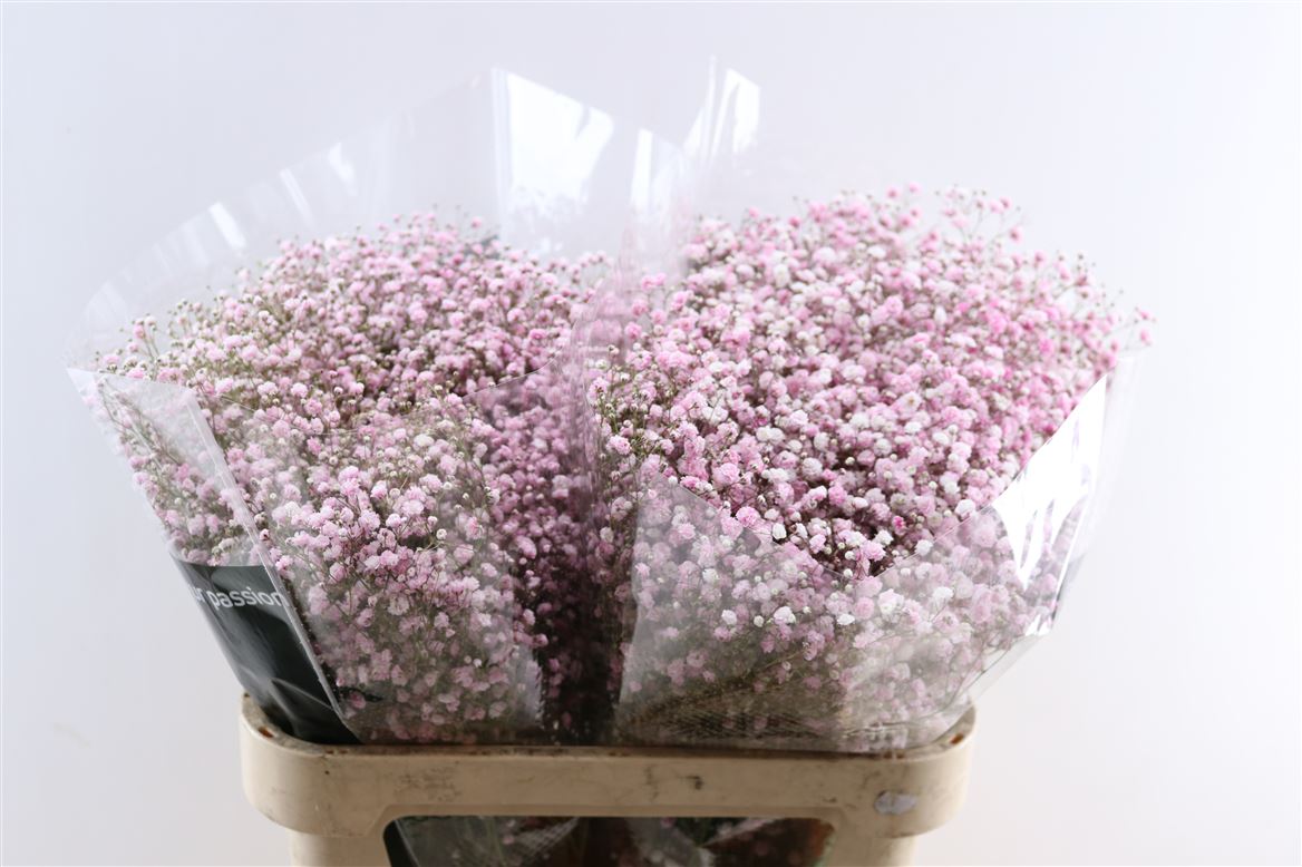 Gyps-Pa.-Baby-Pink