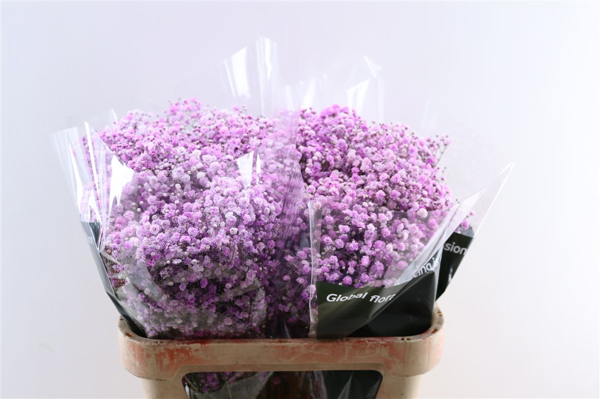 Gyps-Pa.-Lavender