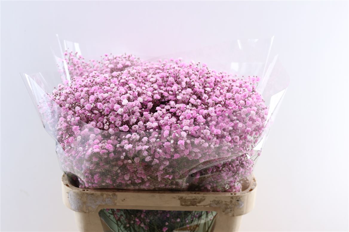 Gyps-Pa.-Light-Pink