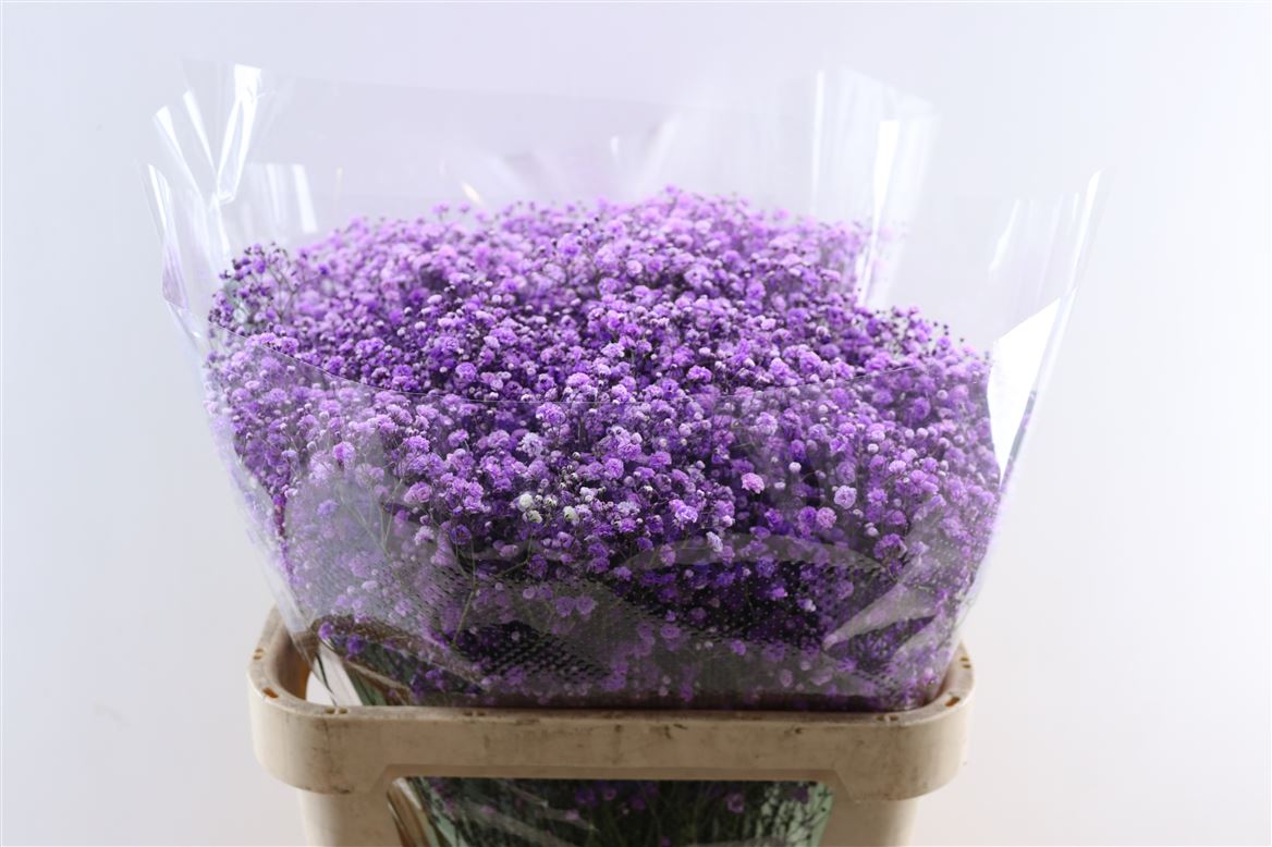 Gyps-Pa.-Purple