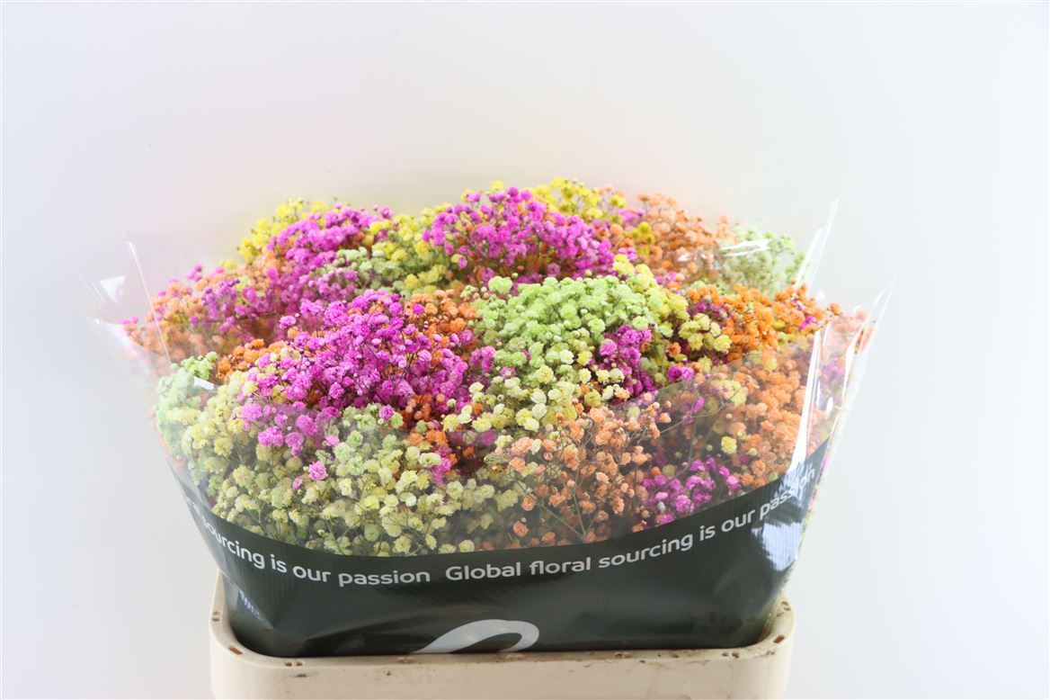 Gyps-Pa.-Rainbow-Spring