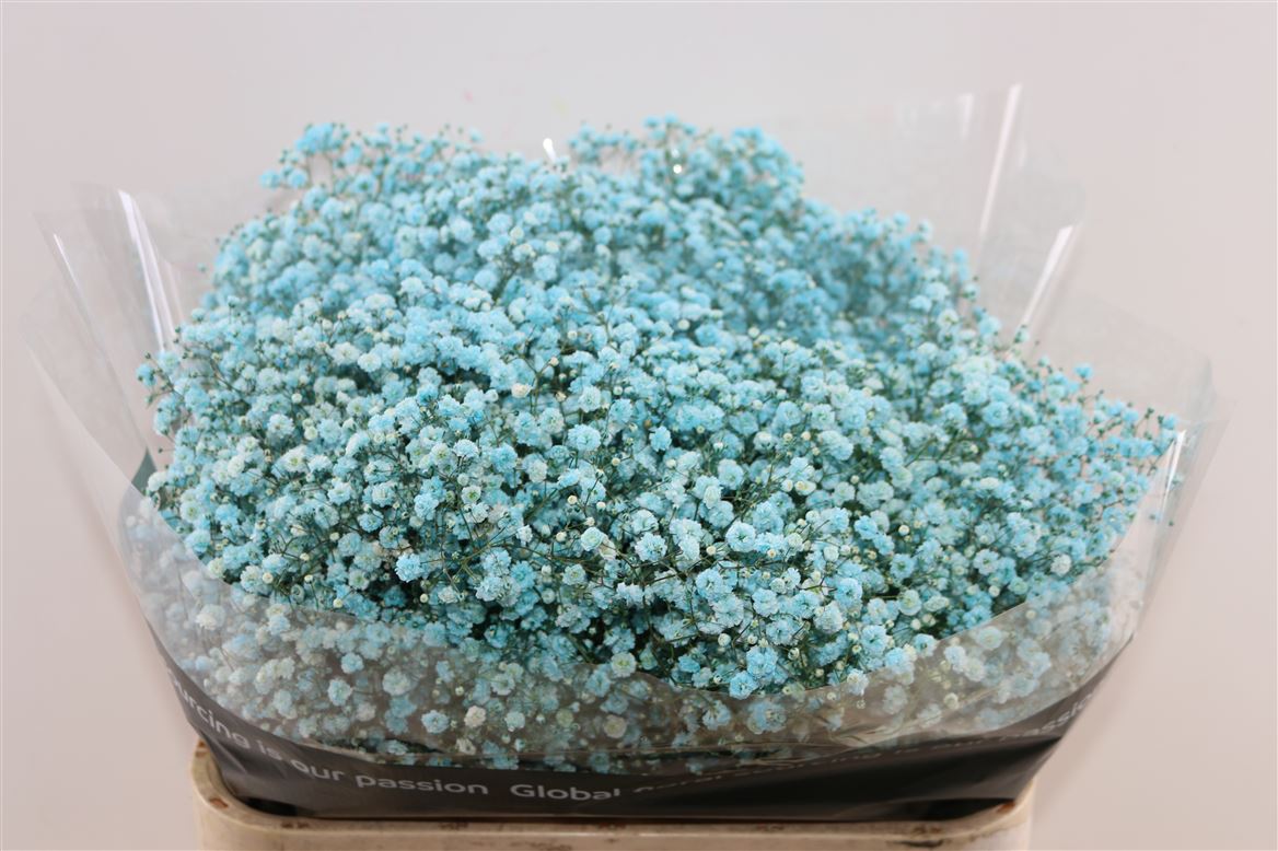 Gyps-Pa.-Turquoise