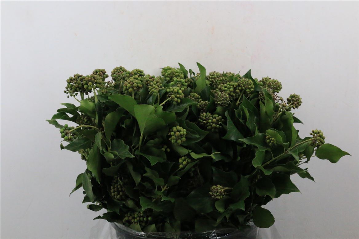 Hedera-Berry-400gr-P-Bunch