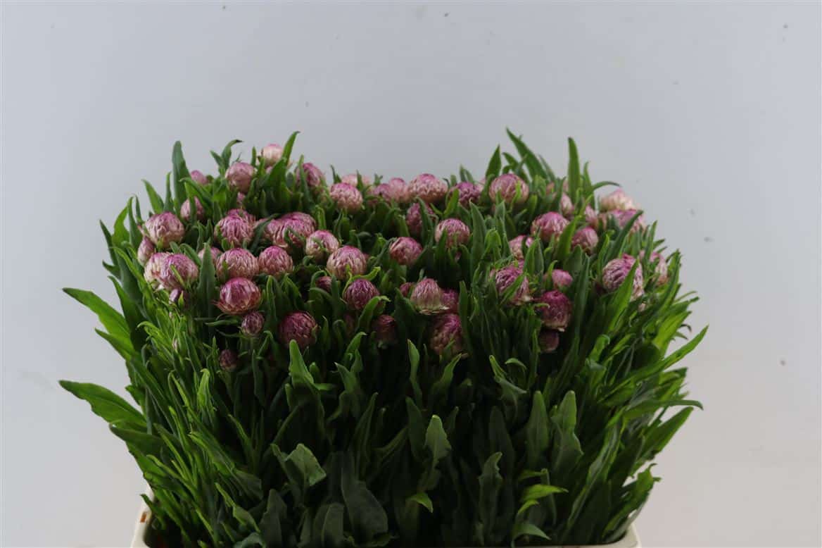 Helichrysum-Pink-Per-Stem