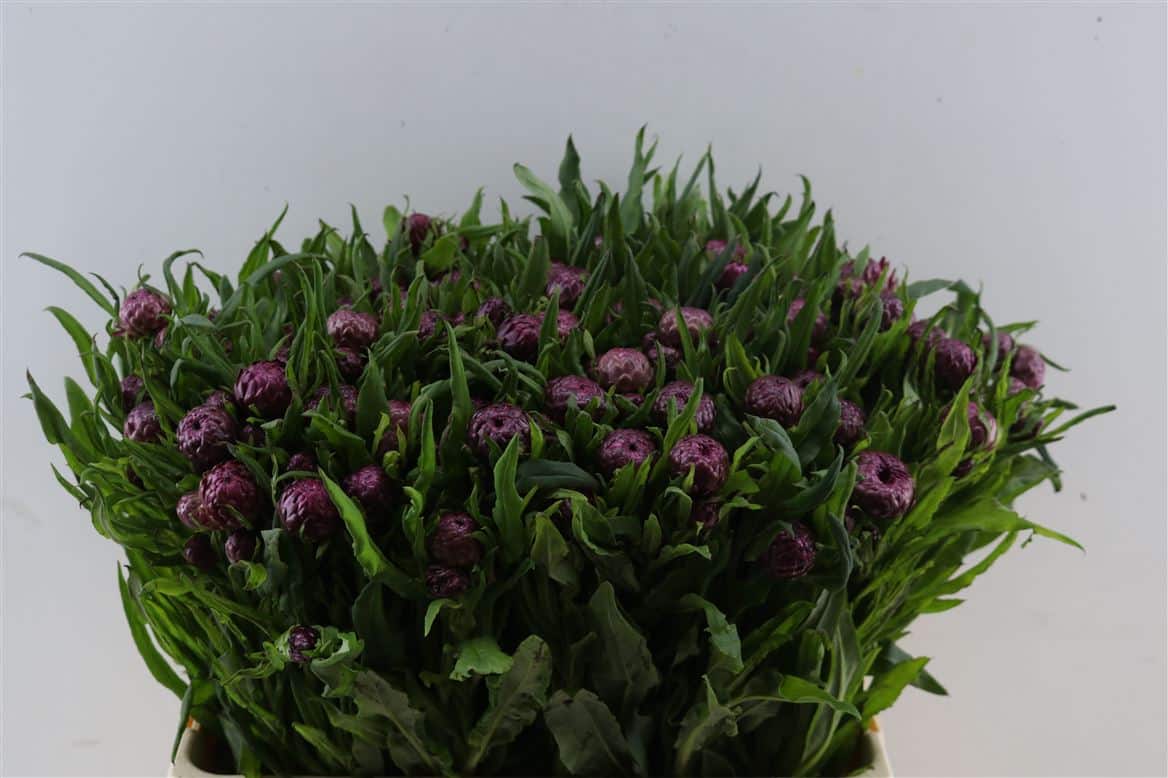 Helichrysum-Violet-P-Stem
