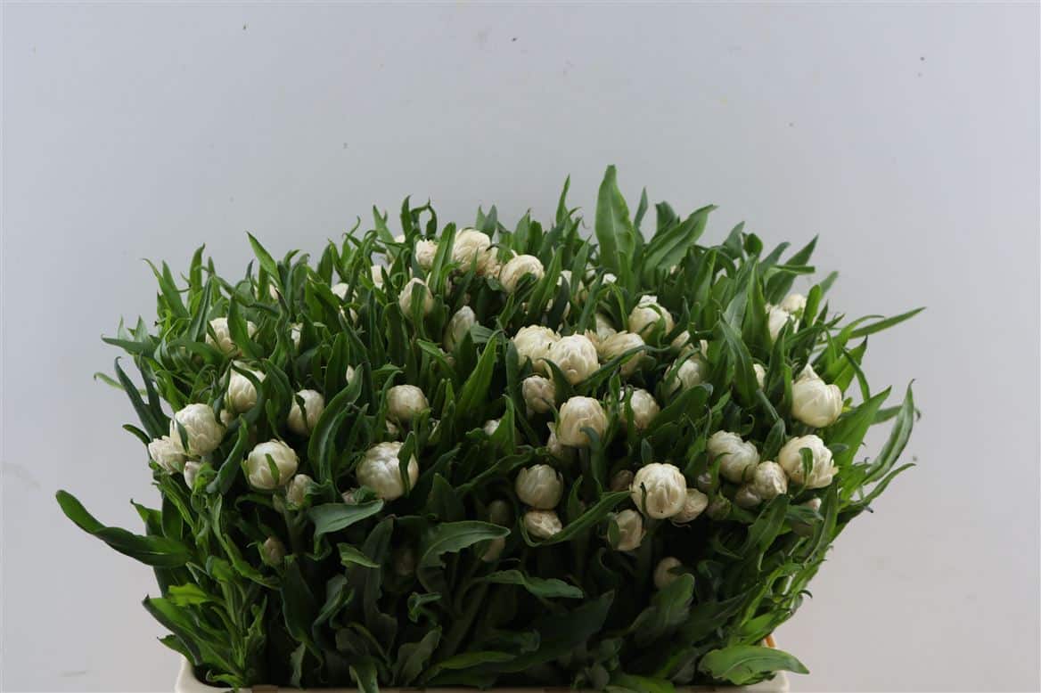 Helichrysum-White-Per-Stem
