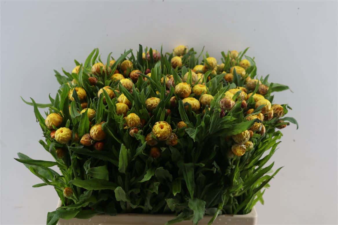 Helichrysum-Yellow-P-Stem
