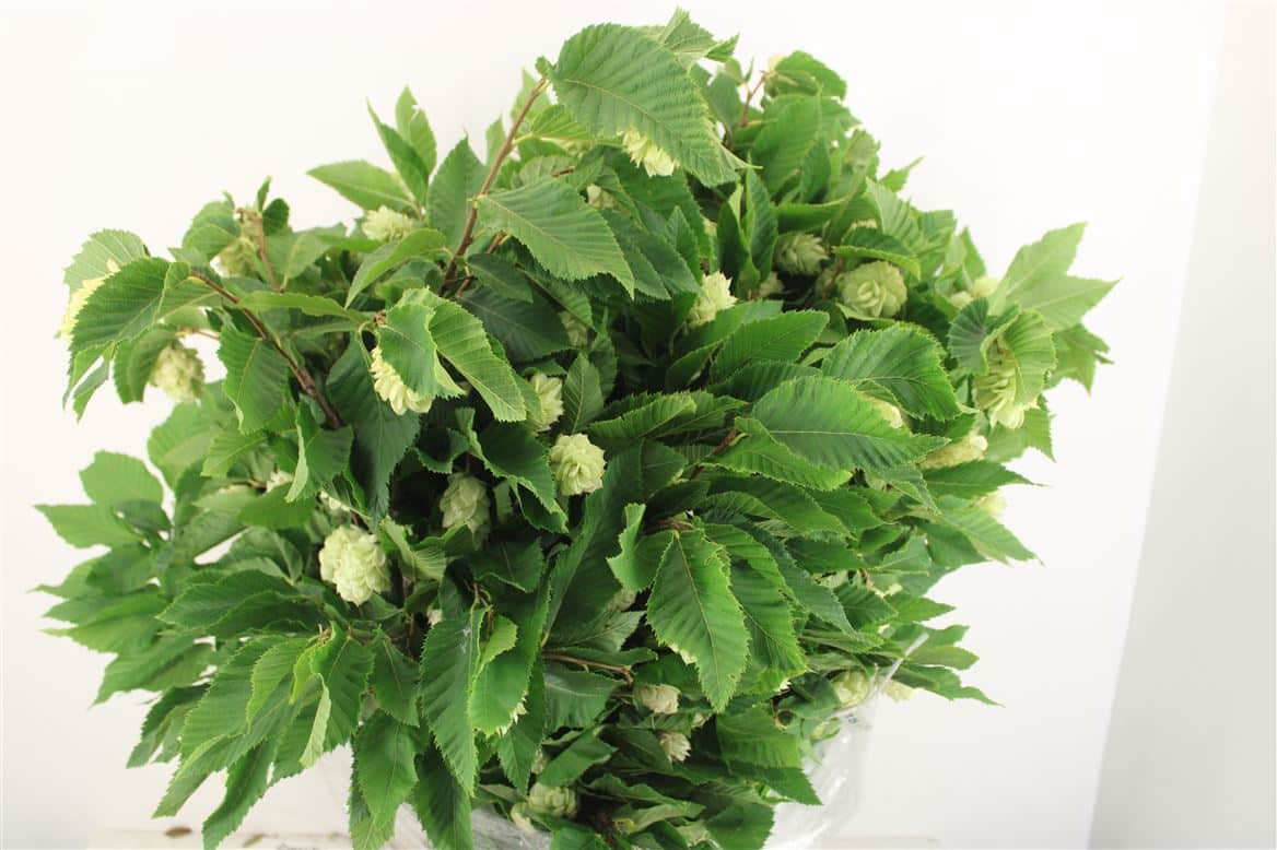 Hoppe-(Carpinus)-P-Bunch