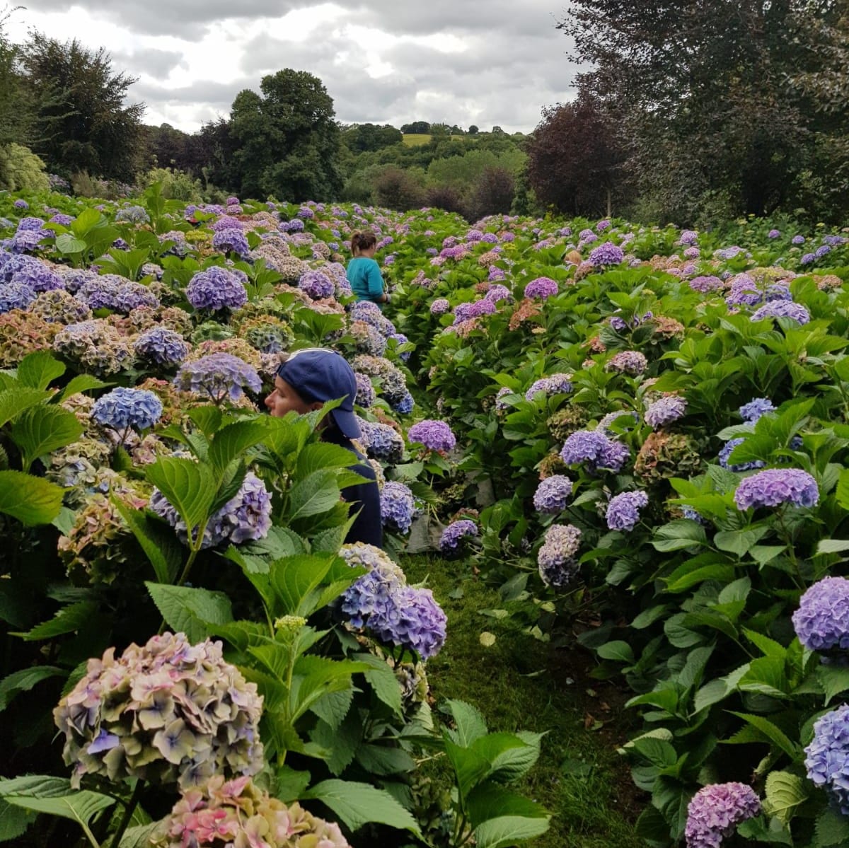 Hortensia groothandel