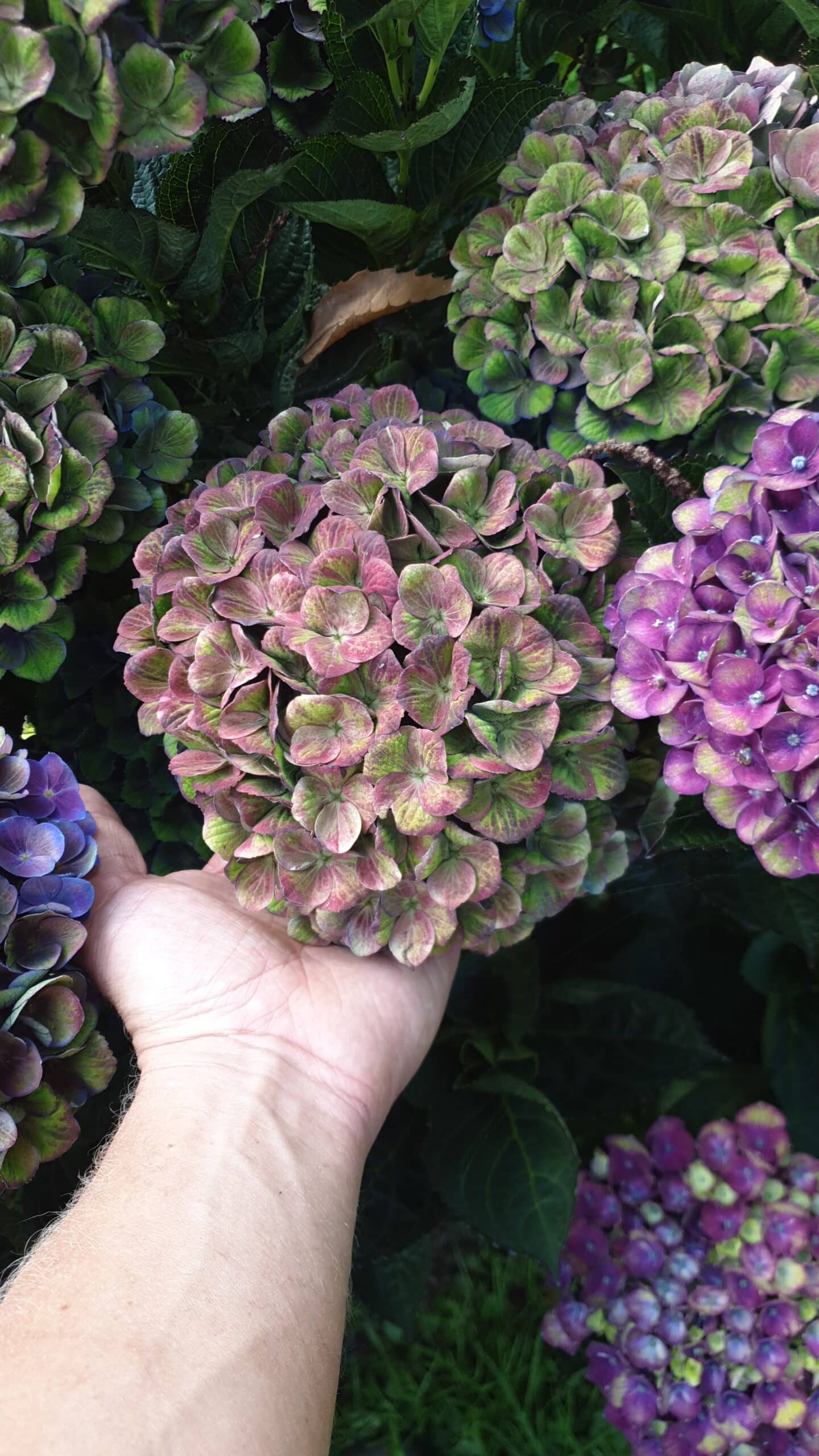 Doorgekleurde hortensia's