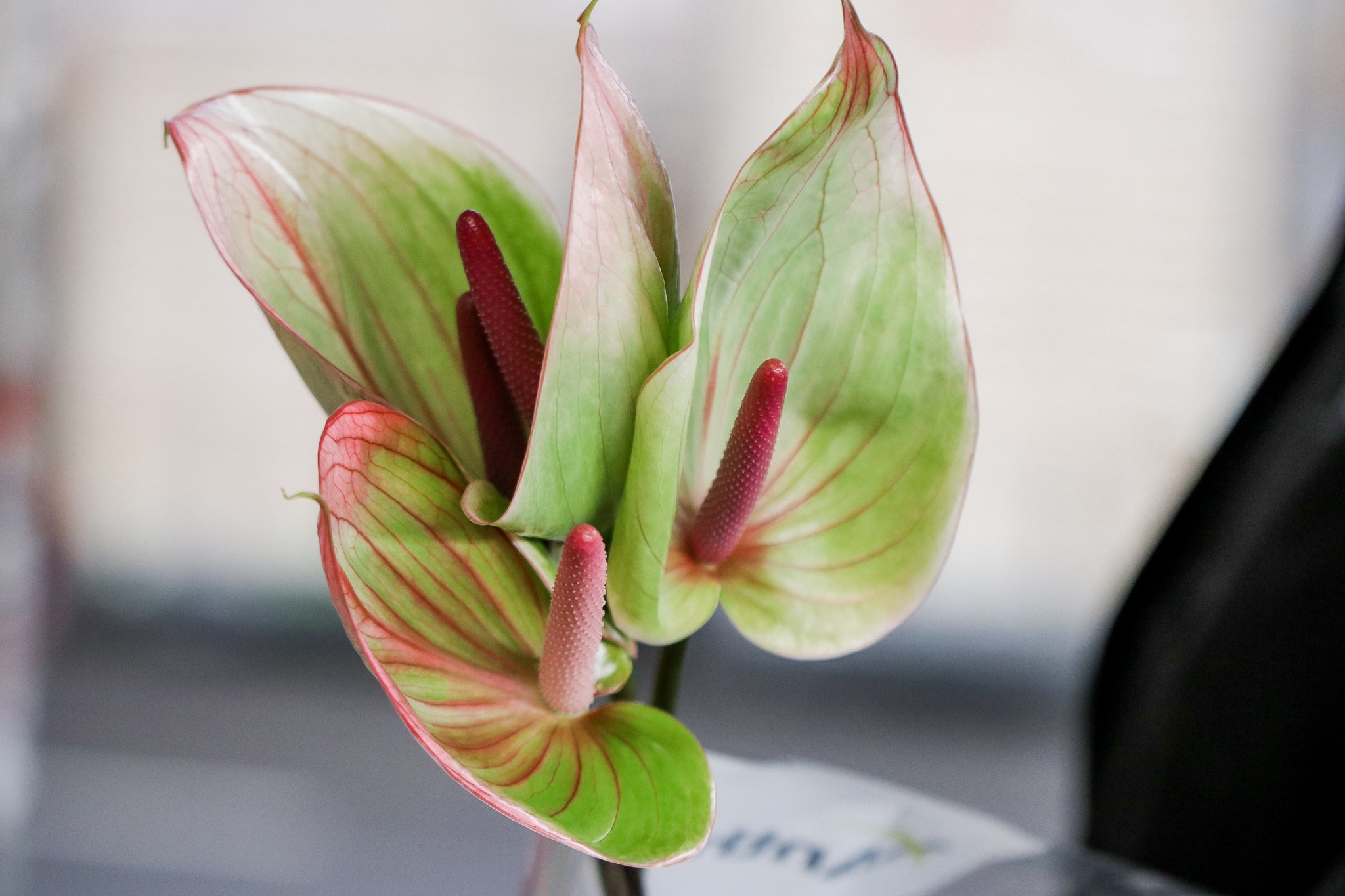 Anthuriums