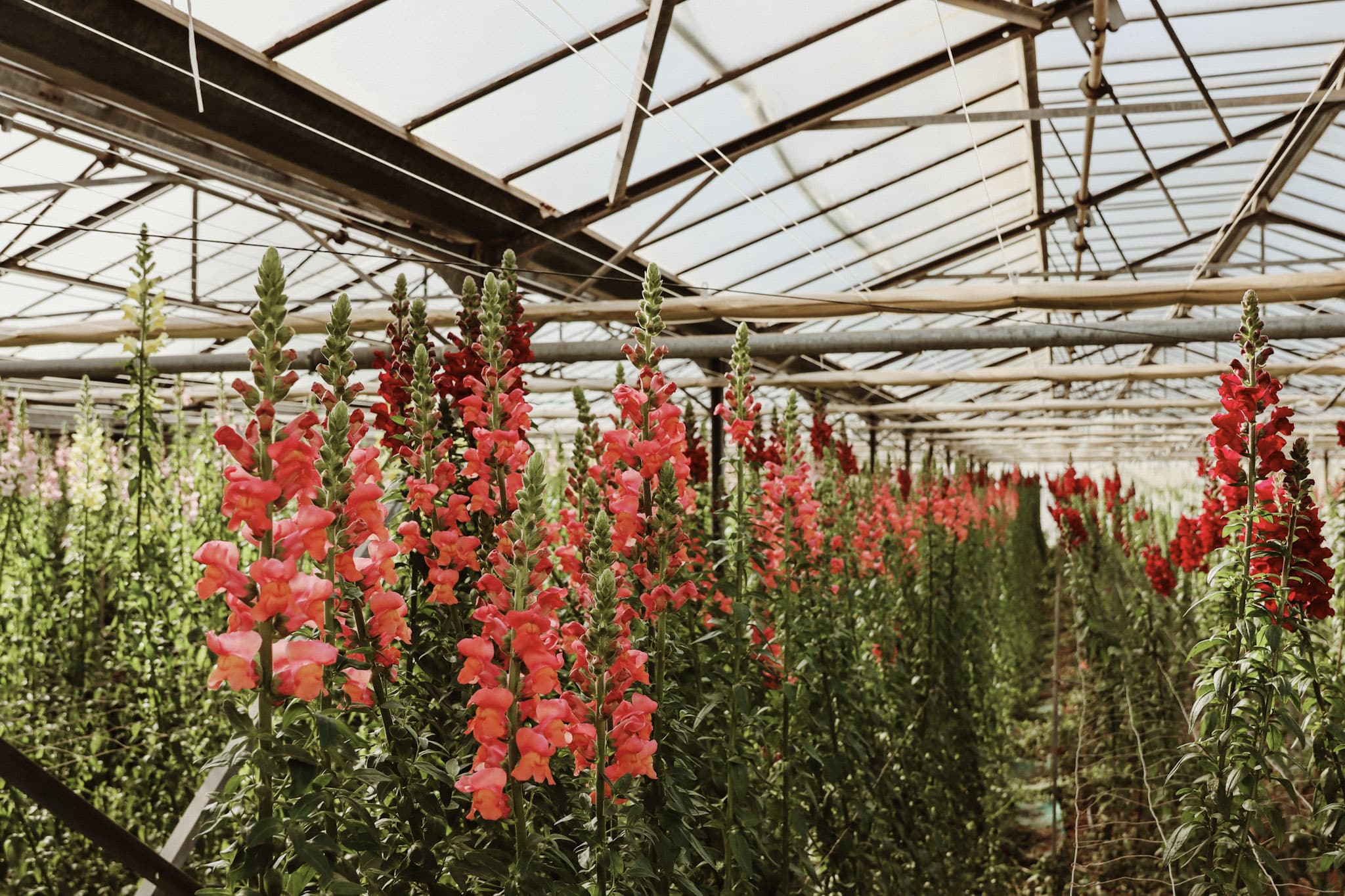 Two-meter-tall French Snapdragons