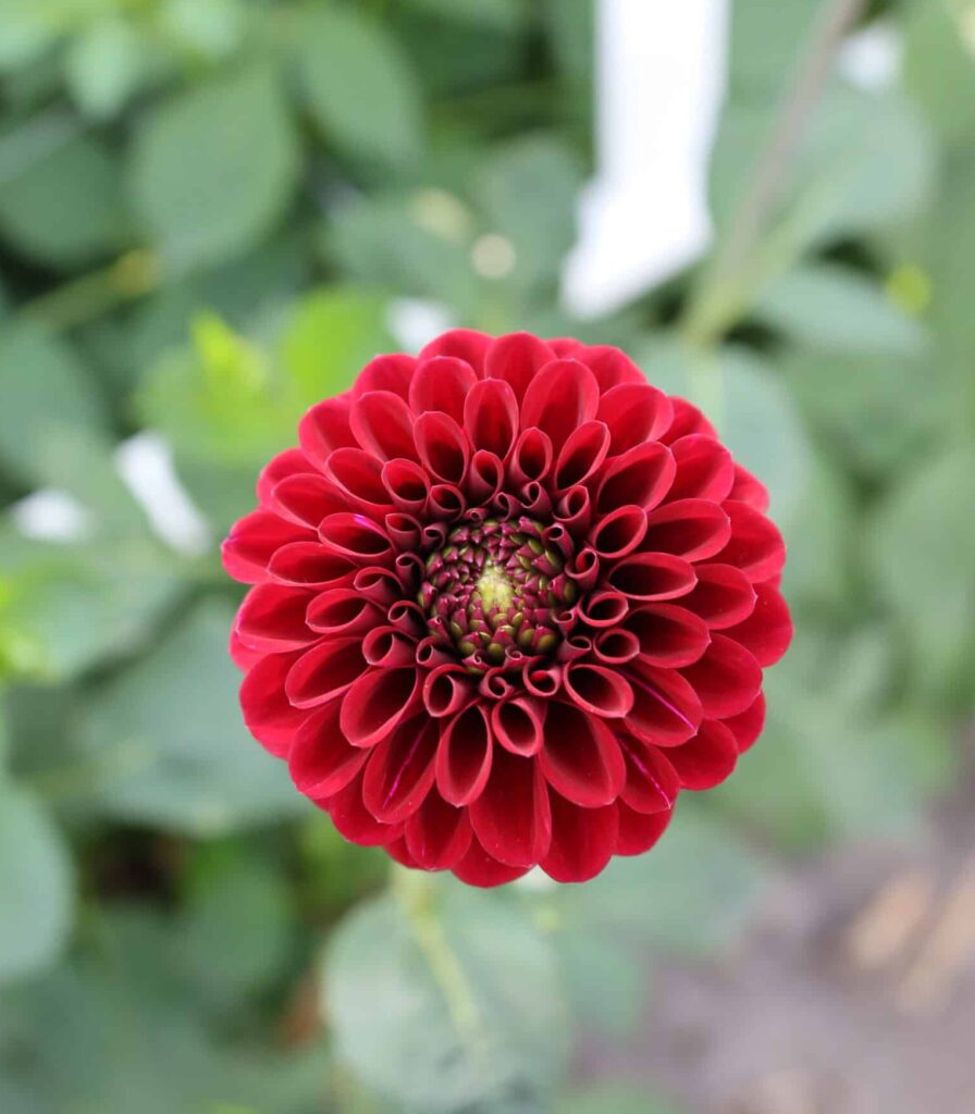 Dahlia