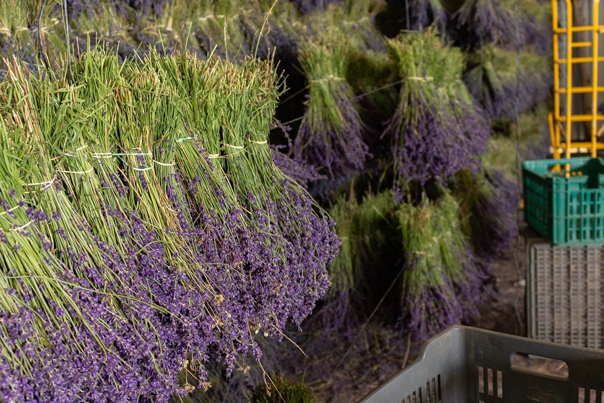 lavendel groothandel