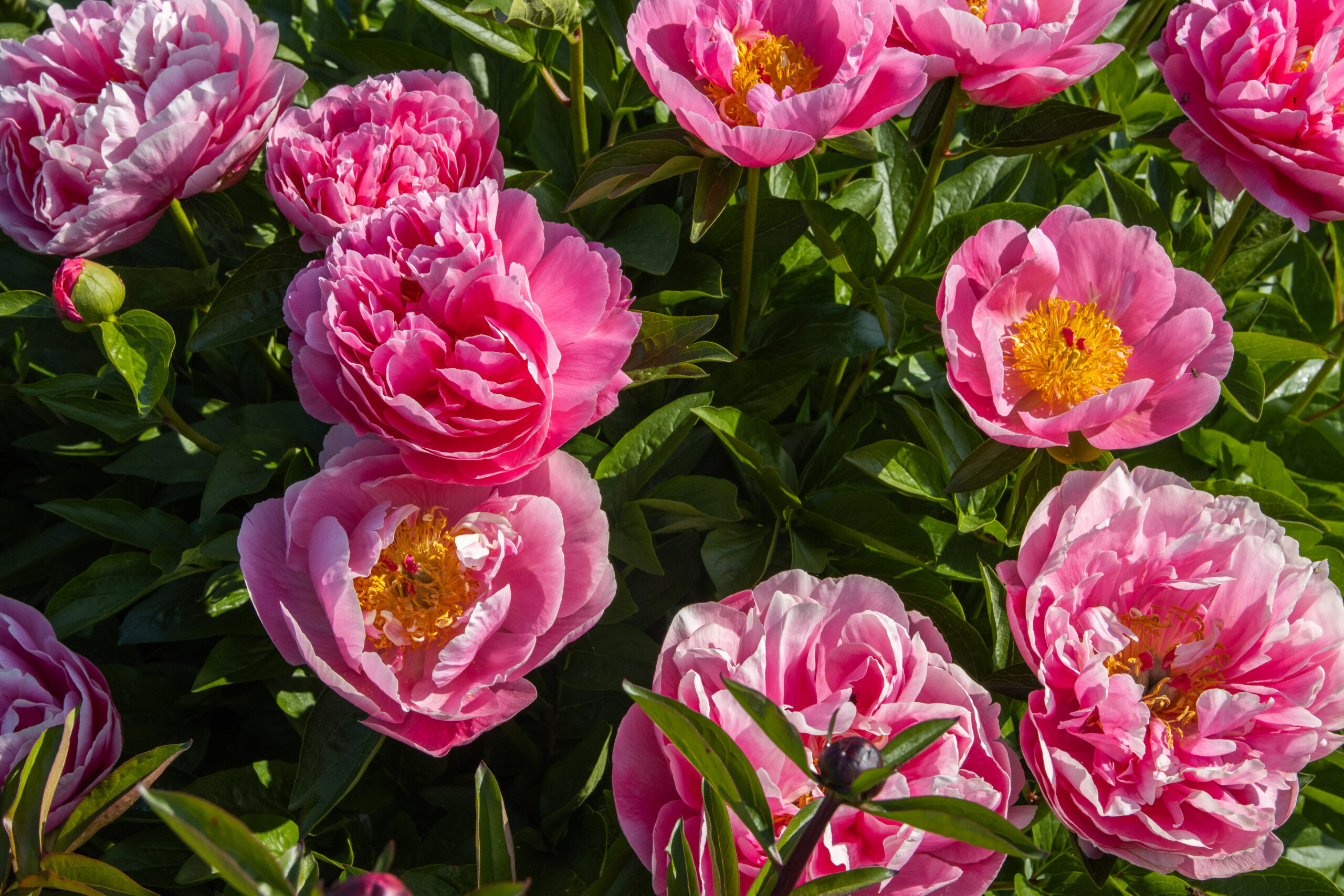 Peonies from Heveko nursery