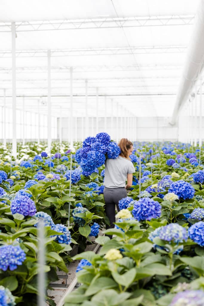 hortensia snijbloemen