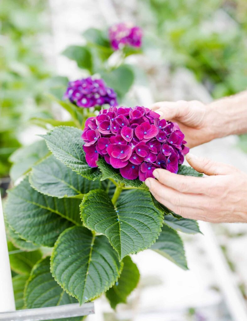 hortensia snijbloemen