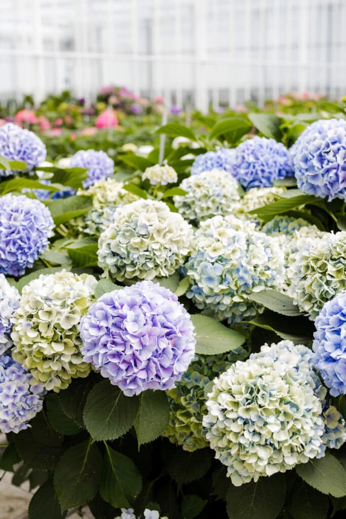 hydrangea cut flowers