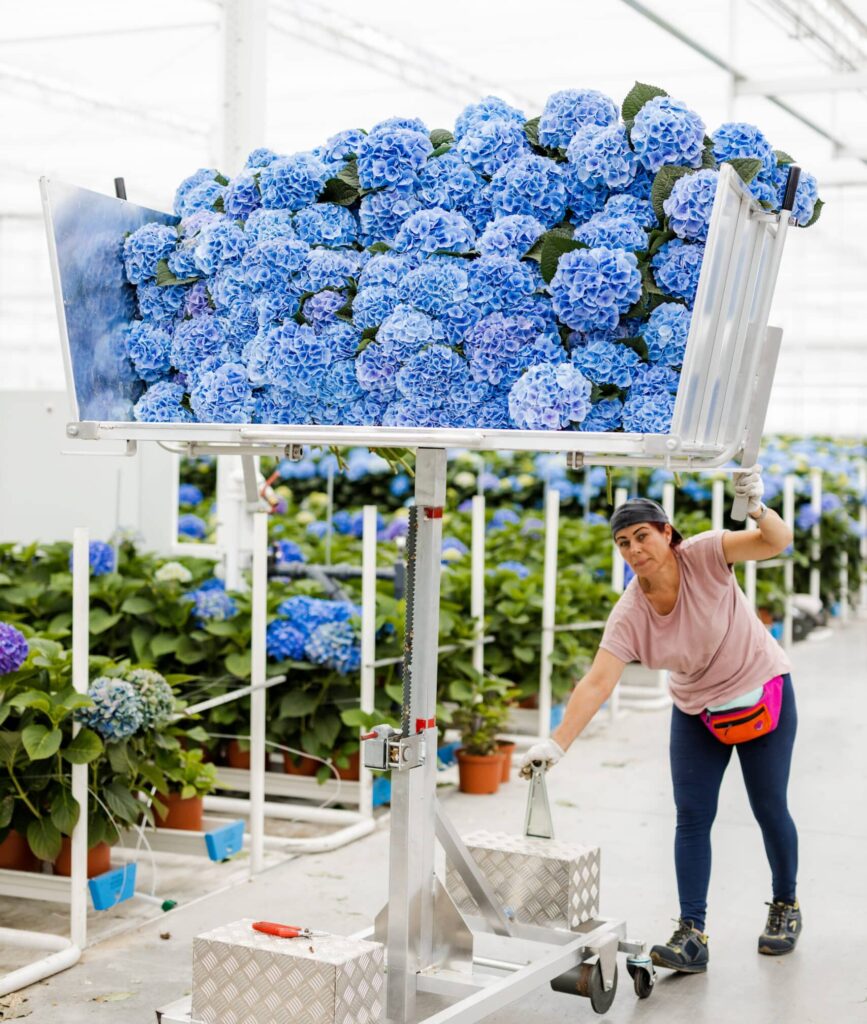 hydrangea cut flowers