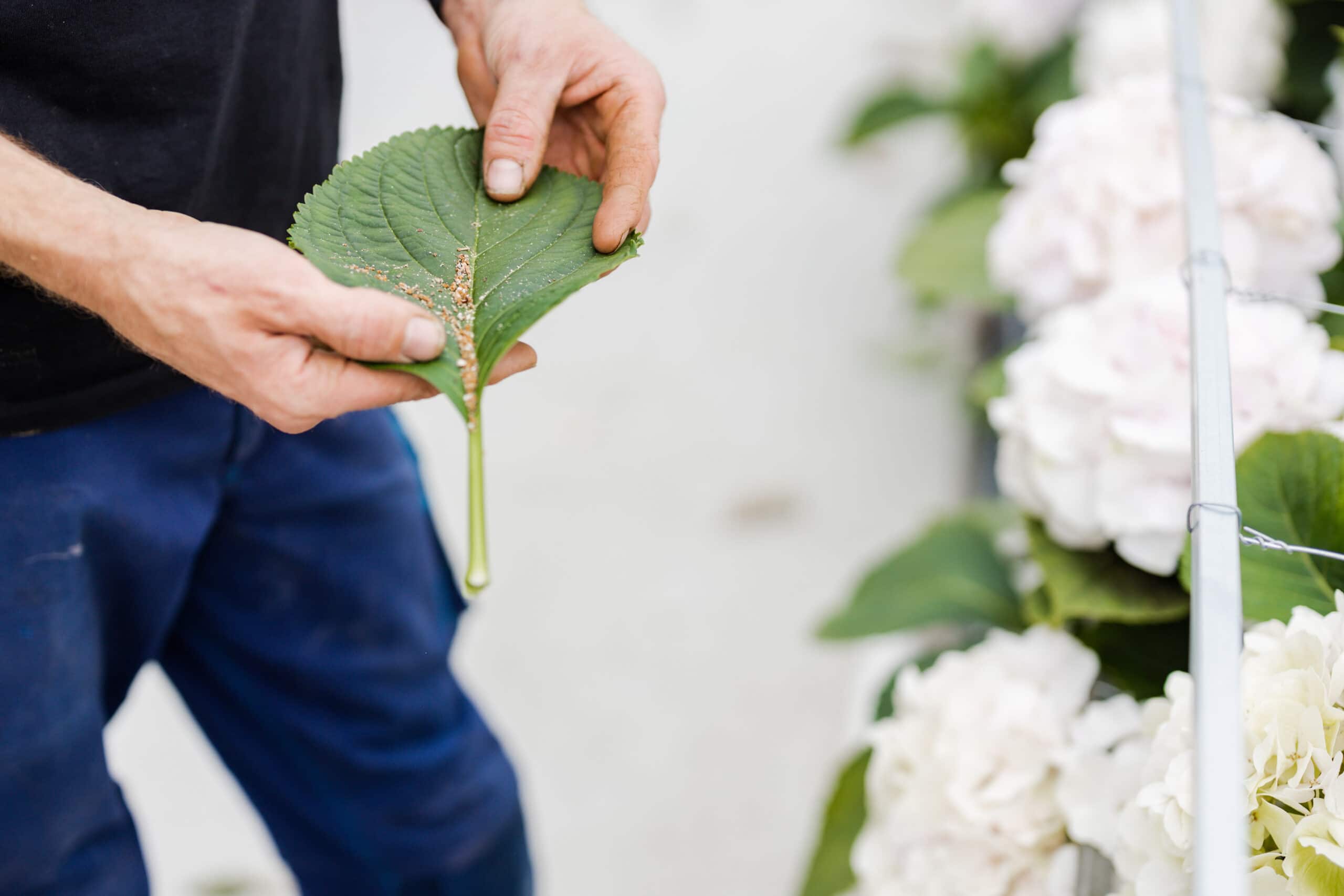 Hortensia