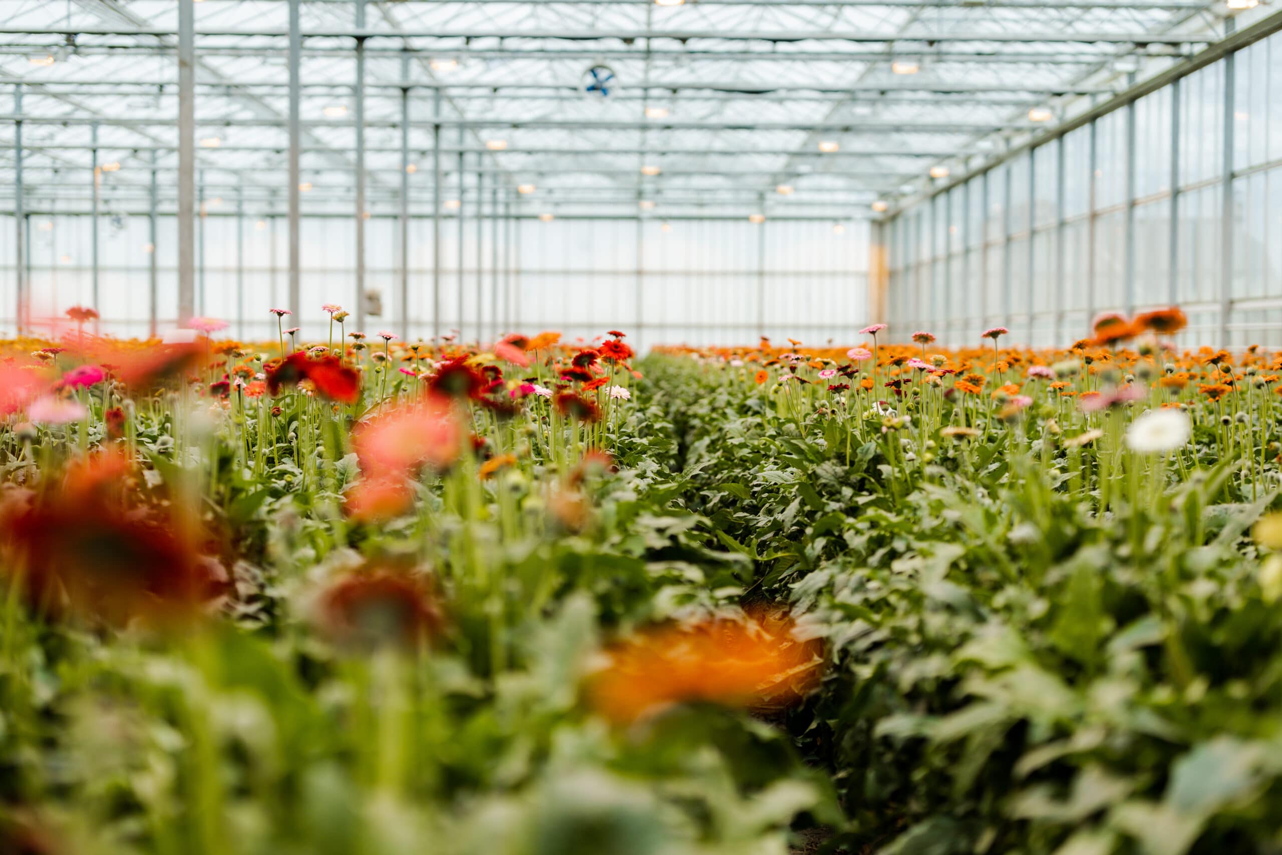 Kweker Gerbera